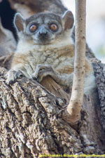 sportive lemur